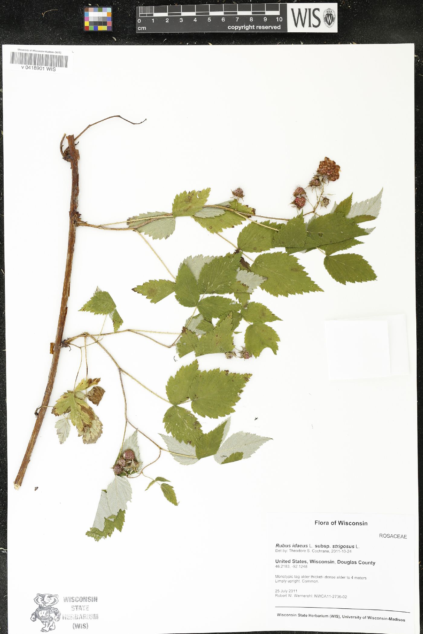 Rubus idaeus subsp. strigosus image
