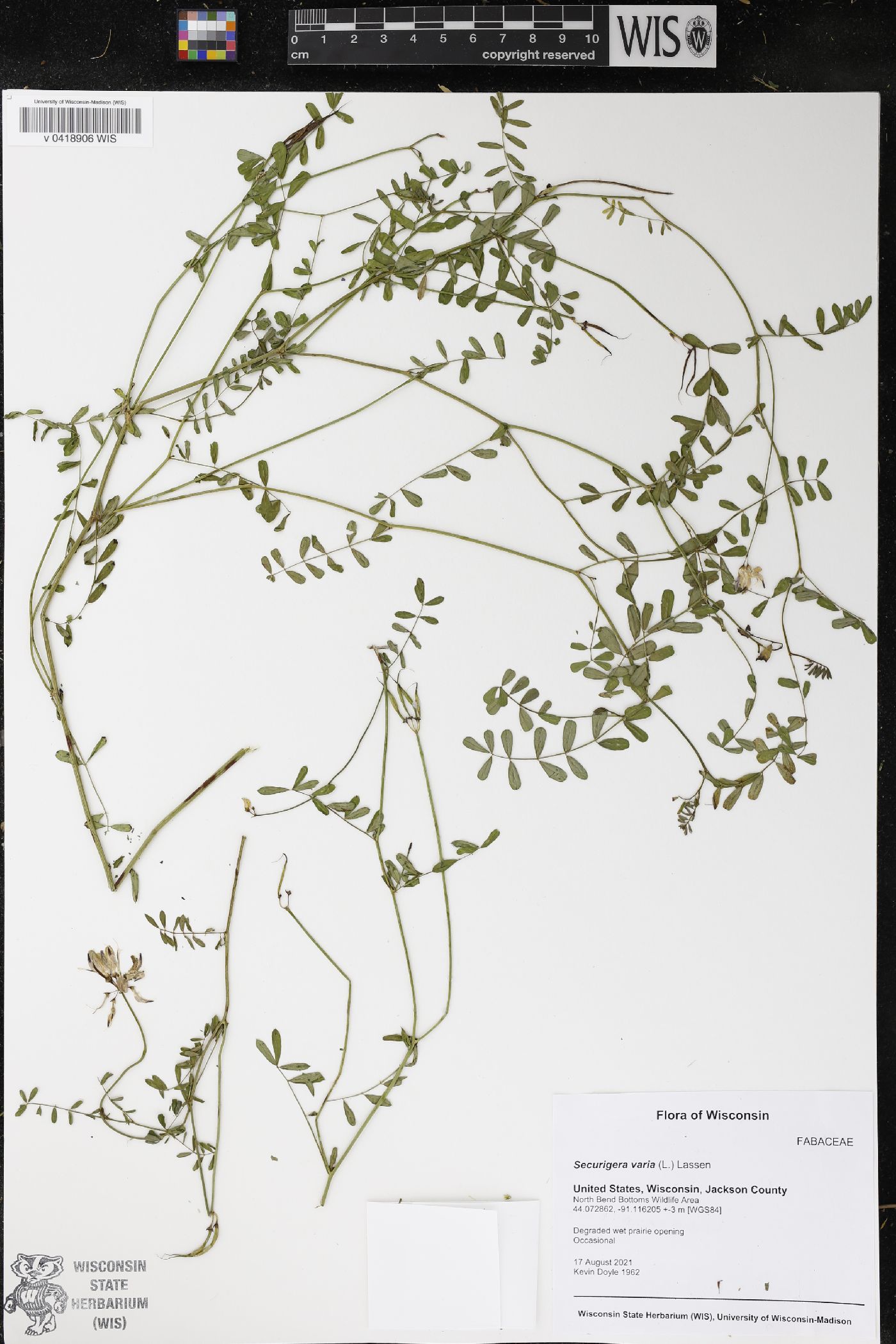 Securigera varia image