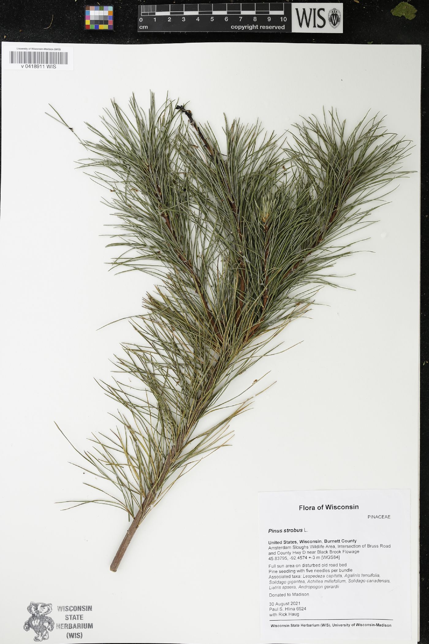 Pinus strobus image