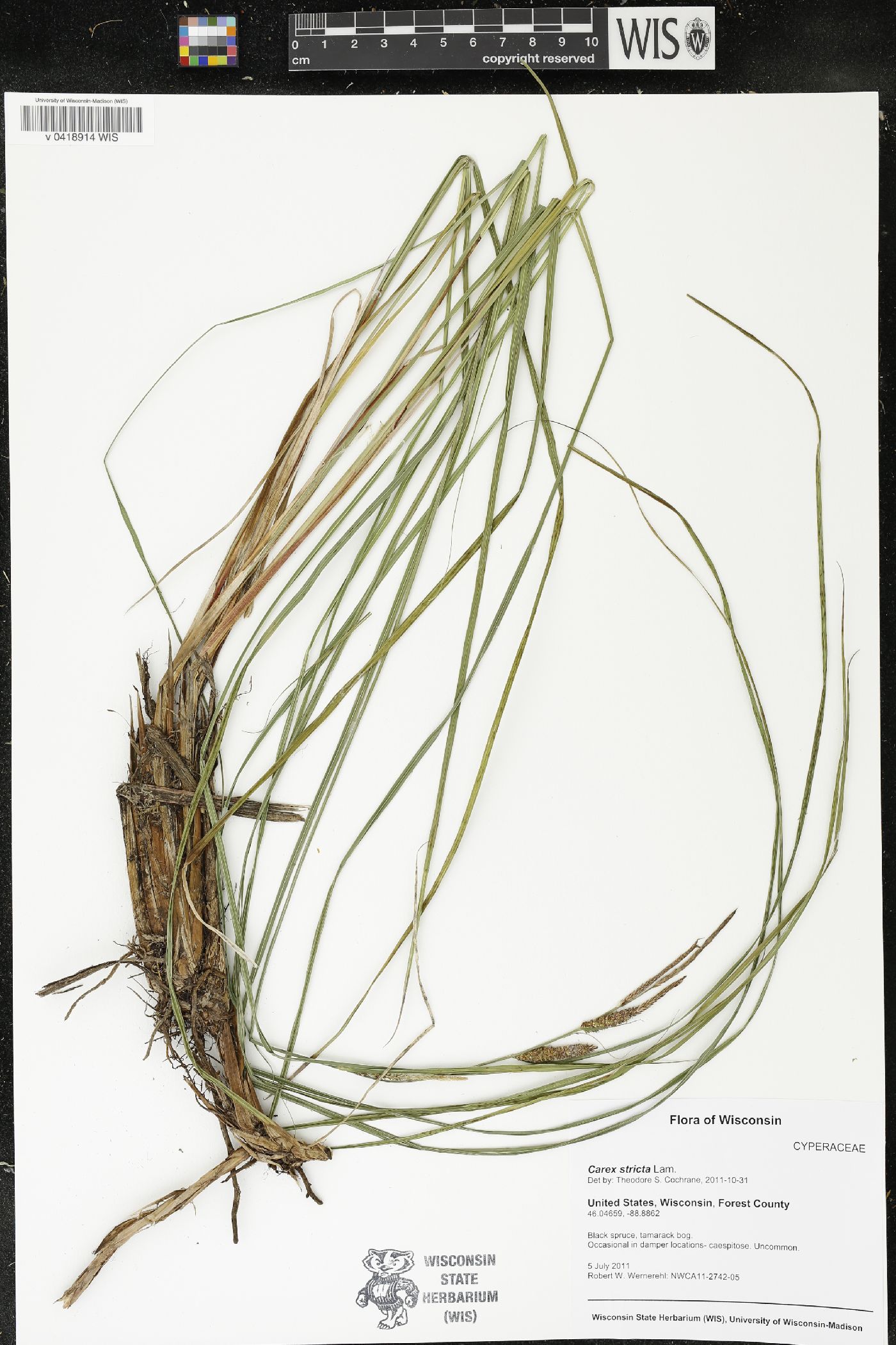 Carex stricta image
