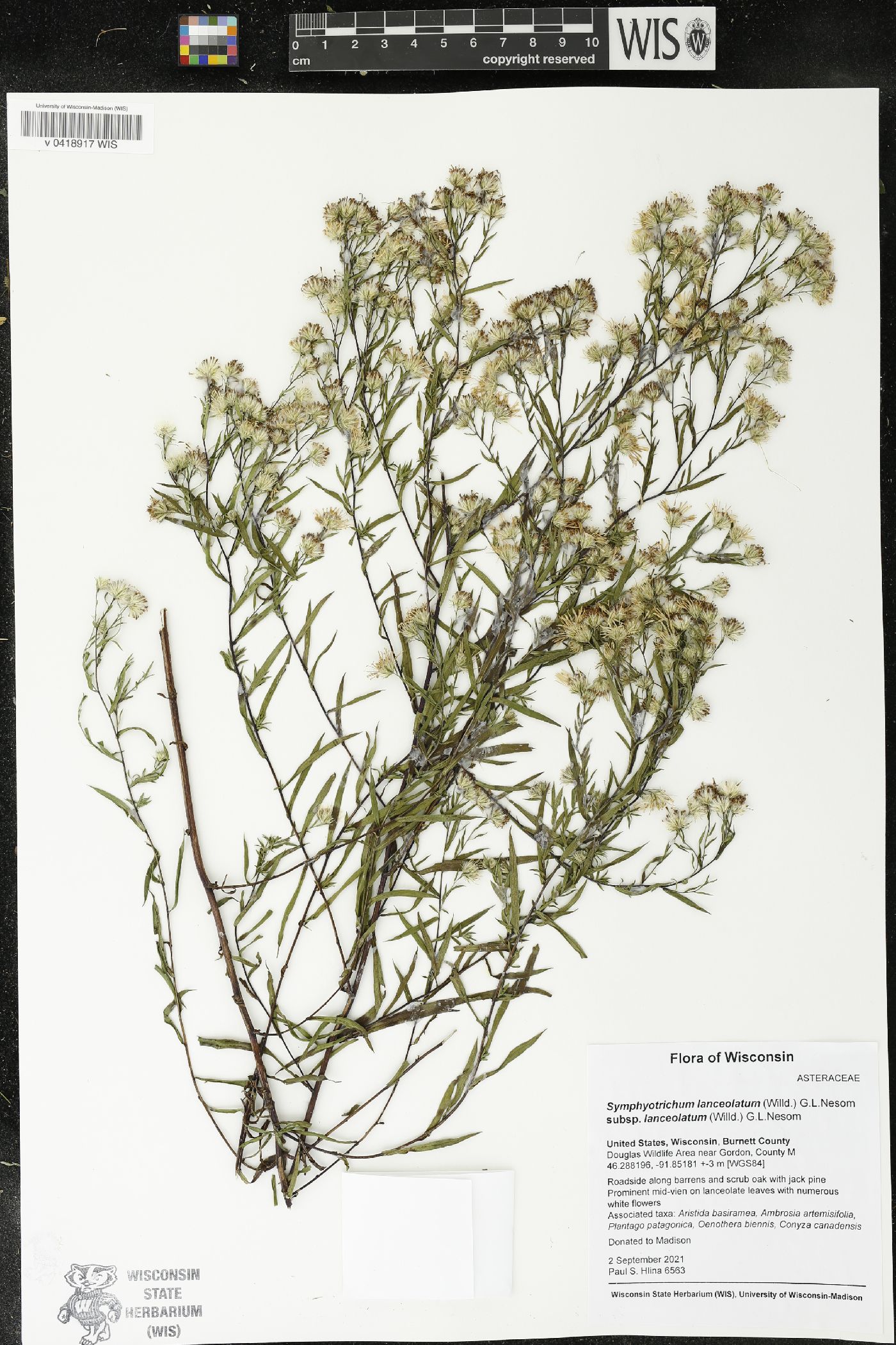 Symphyotrichum lanceolatum var. lanceolatum image