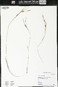 Carex conoidea image