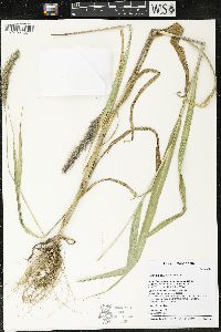 Setaria faberi image