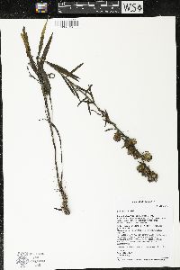 Liatris aspera image