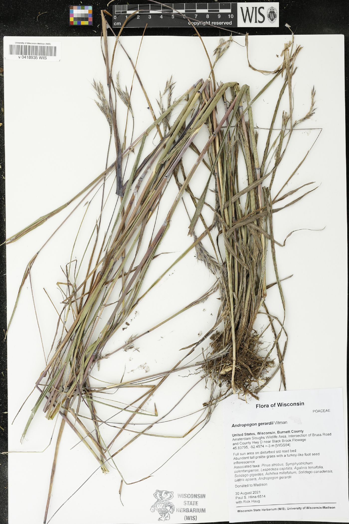 Andropogon gerardii image