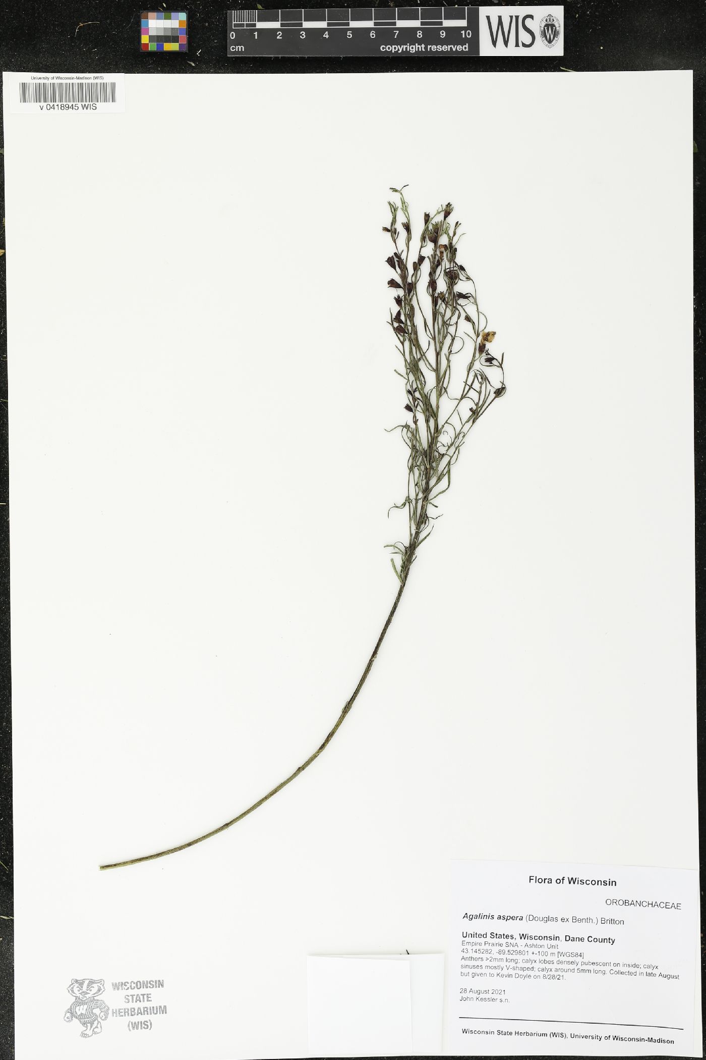 Agalinis aspera image