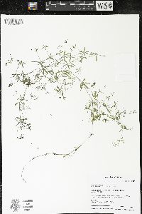 Galium trifidum image