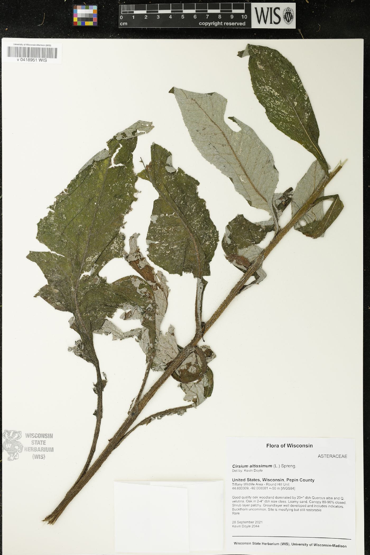 Cirsium altissimum image