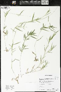 Dichanthelium acuminatum var. lindheimeri image
