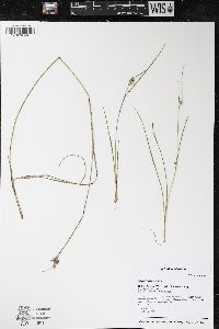 Carex viridula image