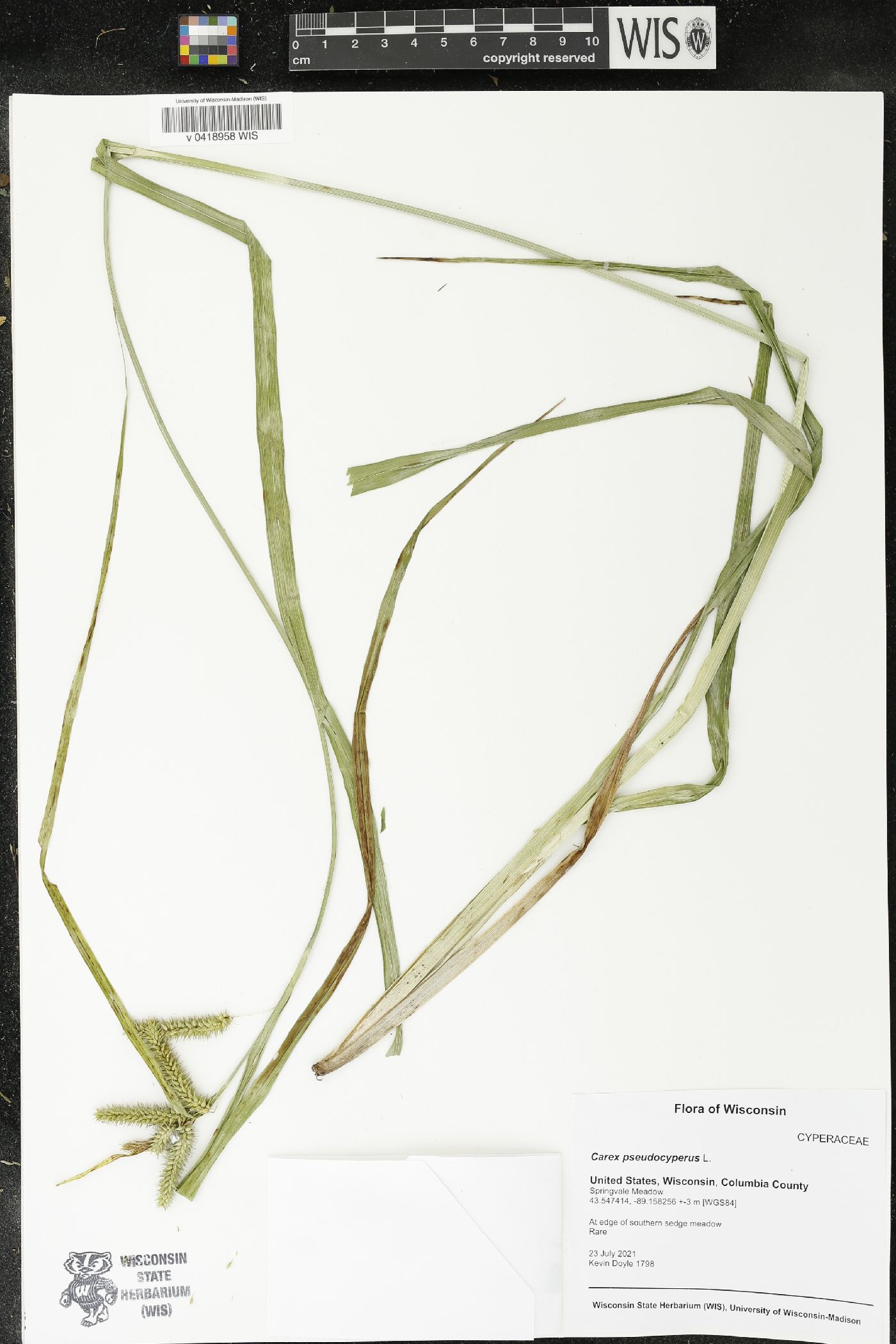 Carex pseudocyperus image