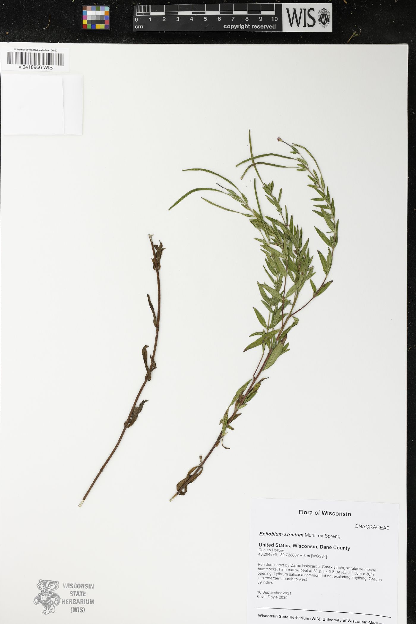 Epilobium strictum image