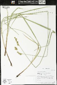 Carex merritt-fernaldii image