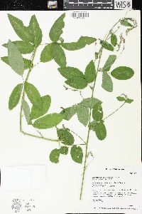 Desmodium perplexum image