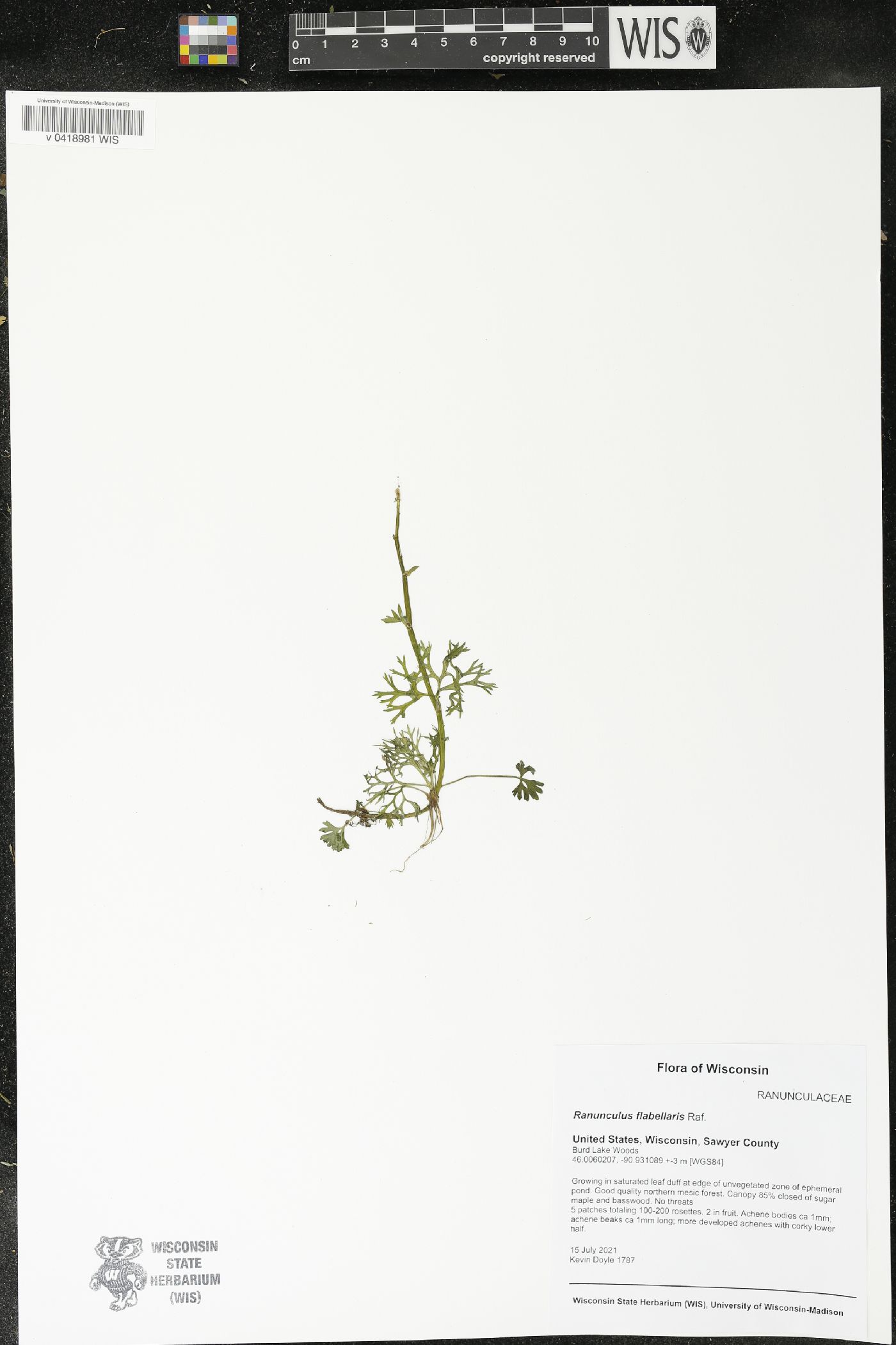 Ranunculus flabellaris image