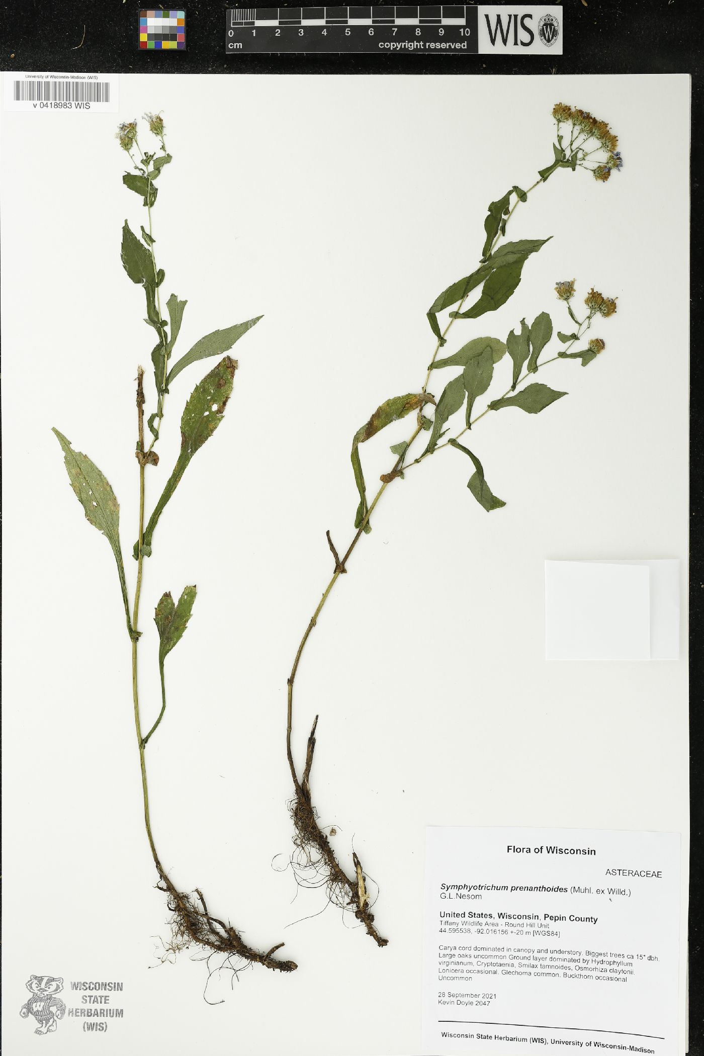 Symphyotrichum prenanthoides image