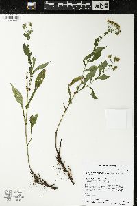 Symphyotrichum prenanthoides image
