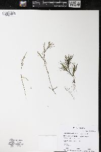 Najas flexilis image