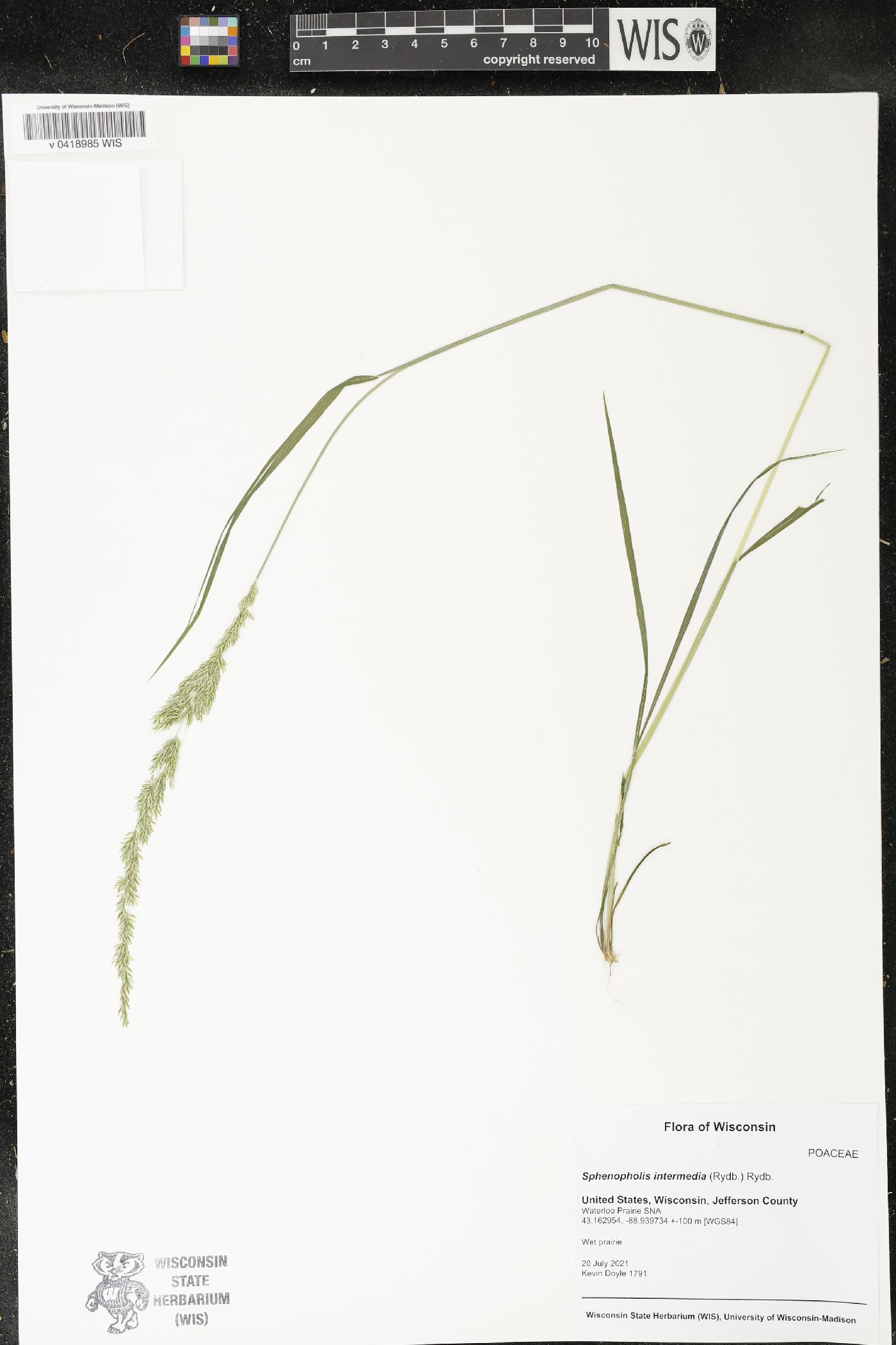 Sphenopholis intermedia image