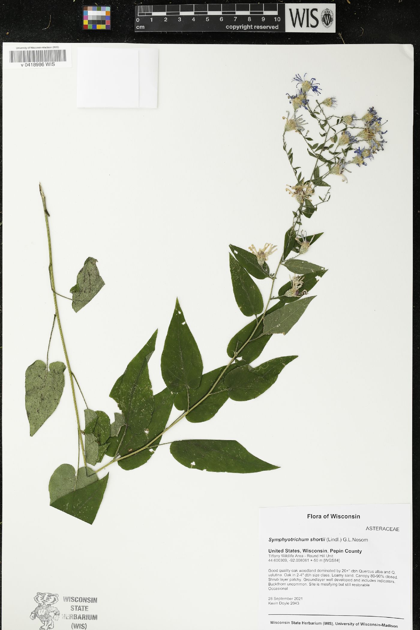 Symphyotrichum shortii image