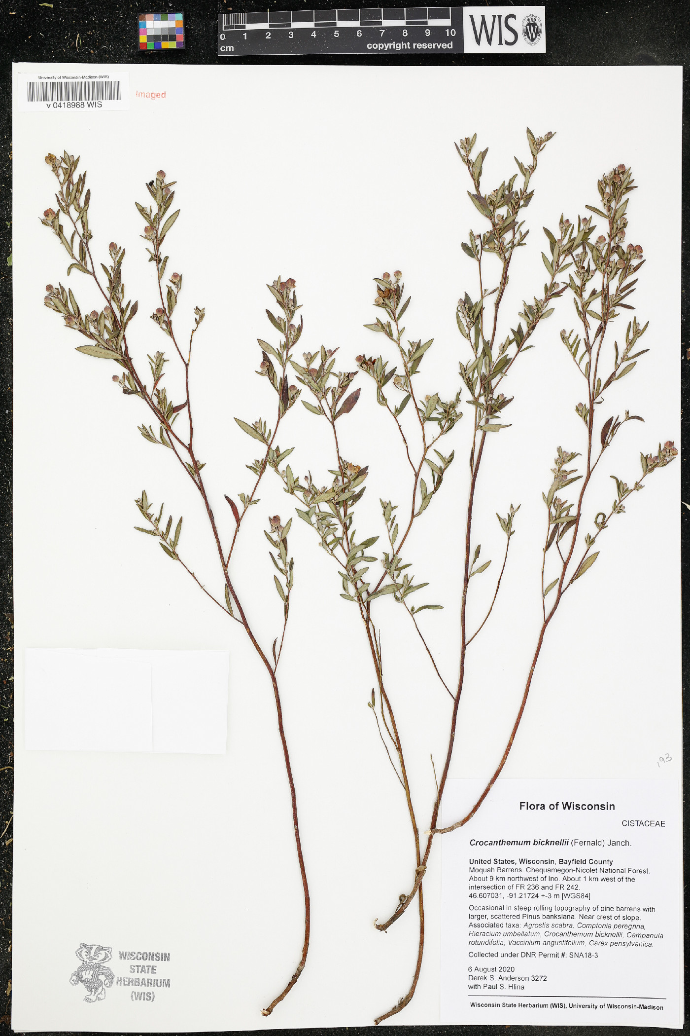Crocanthemum bicknellii image