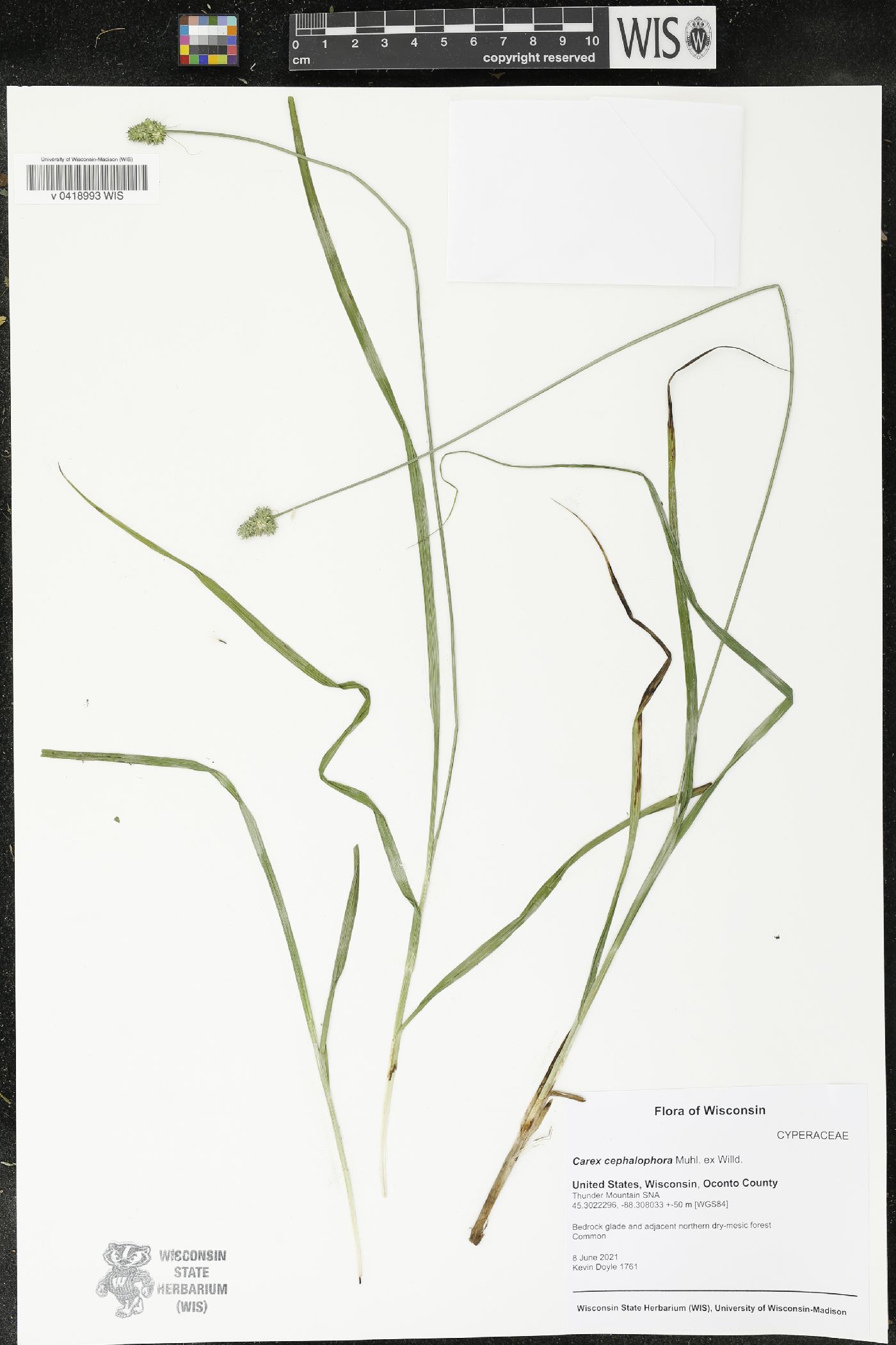 Carex cephalophora image