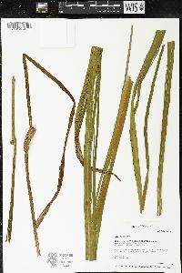 Acorus calamus image