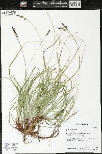 Carex lucorum image