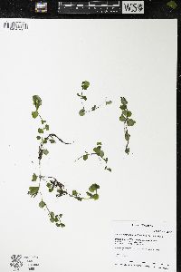 Chrysosplenium americanum image