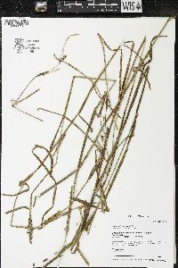 Carex trichocarpa image