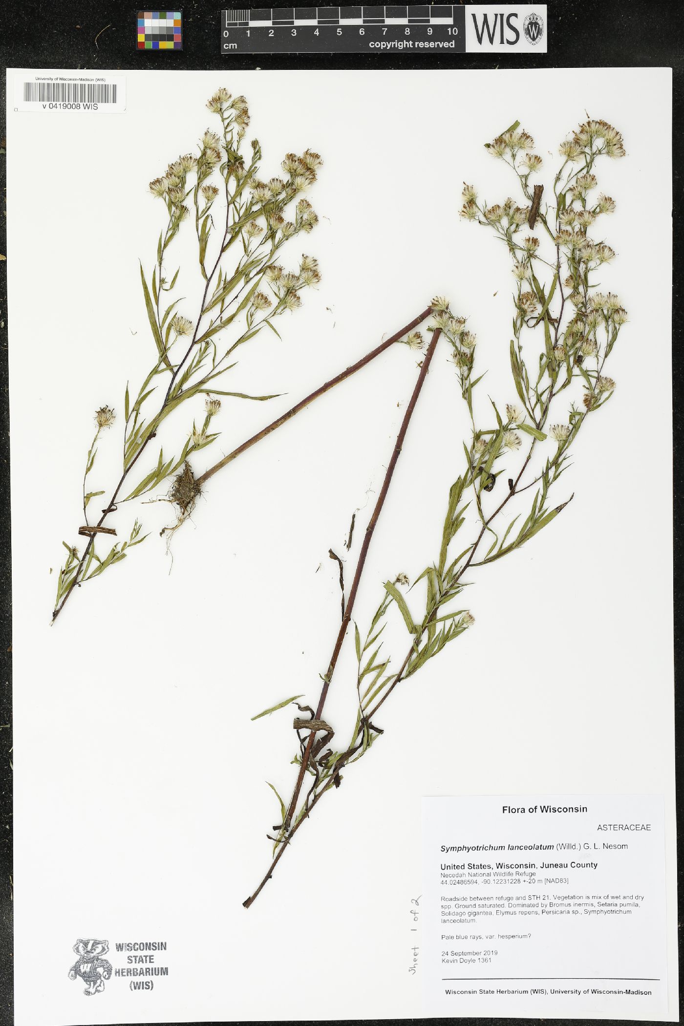 Symphyotrichum lanceolatum image