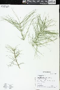 Equisetum pratense image