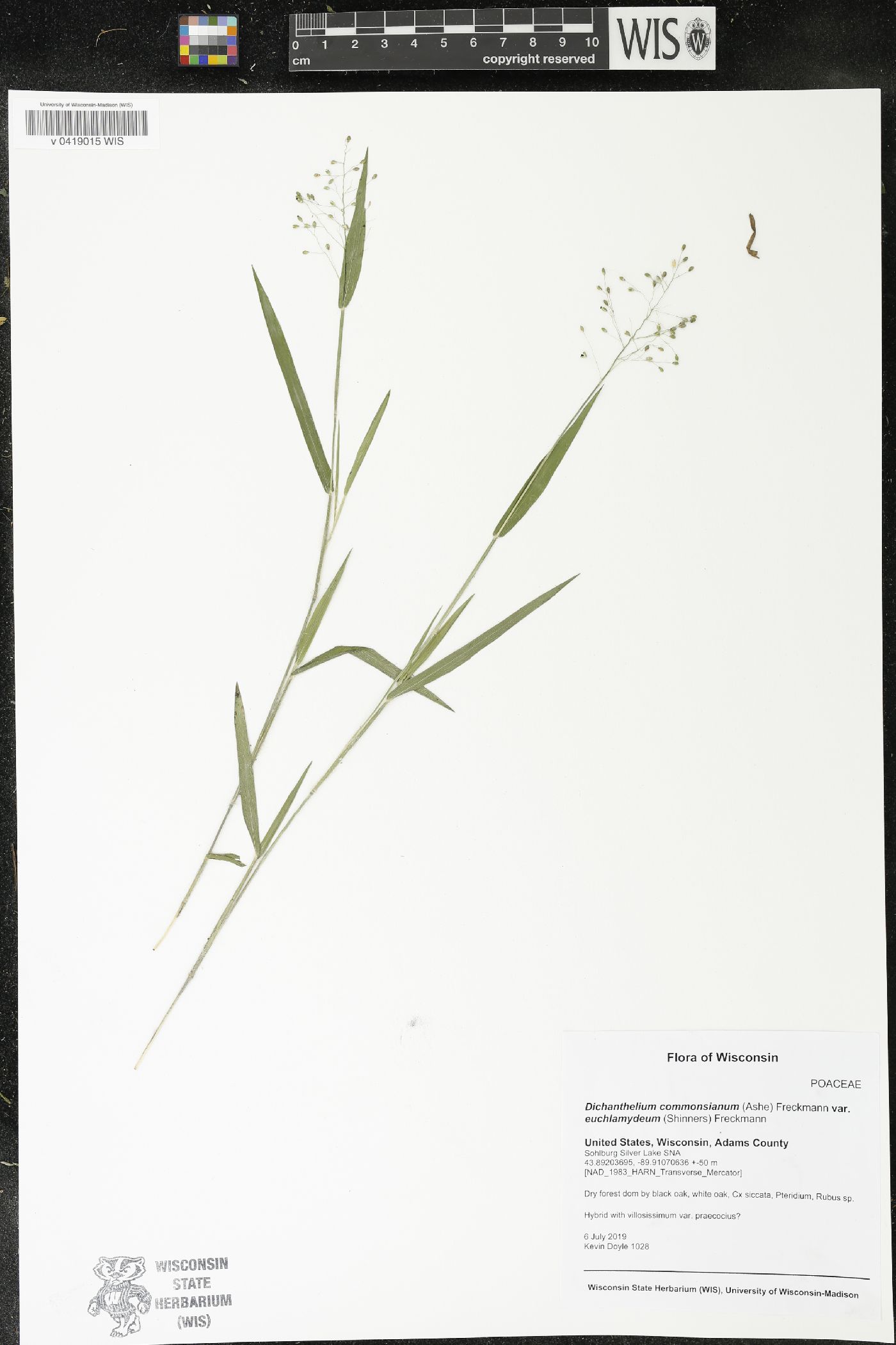 Dichanthelium commonsianum var. euchlamydeum image