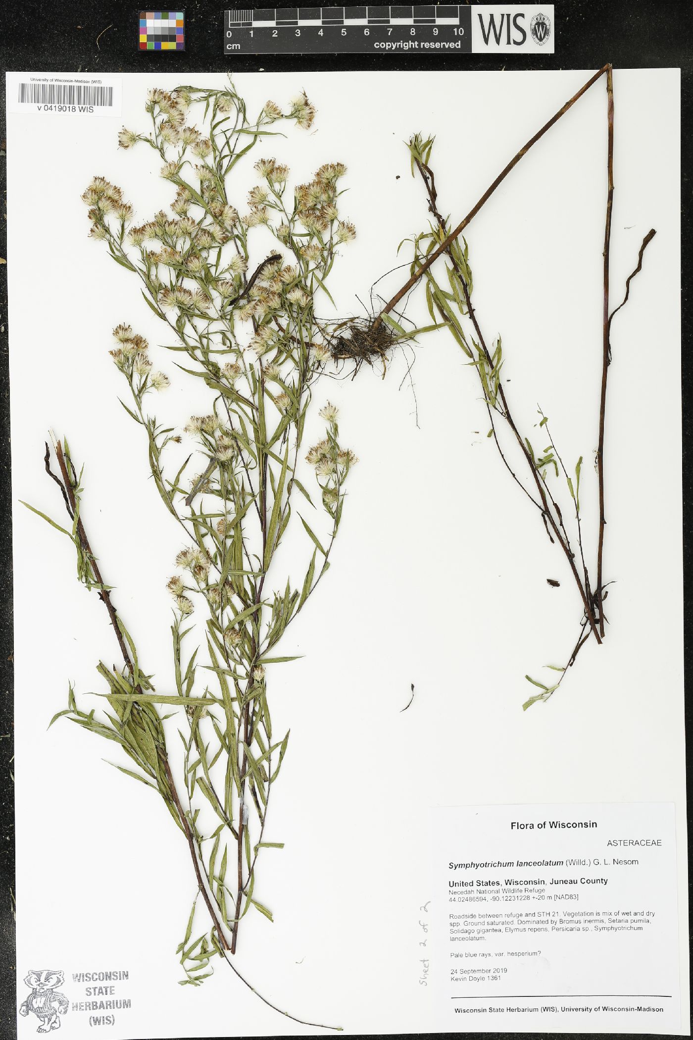 Symphyotrichum lanceolatum image