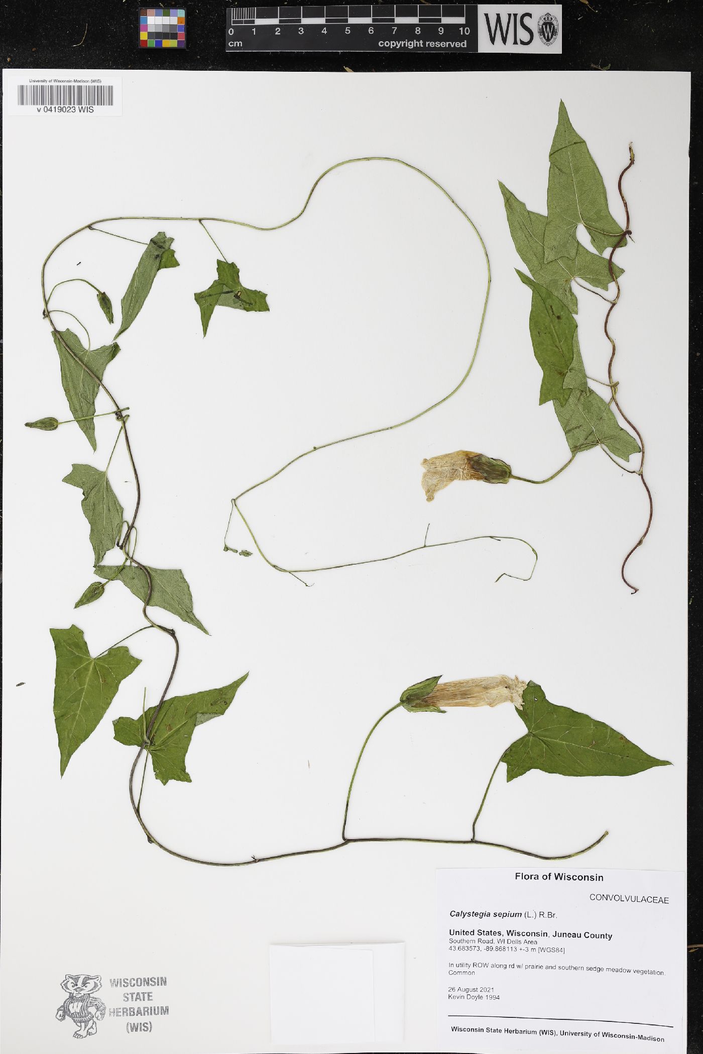 Calystegia sepium image
