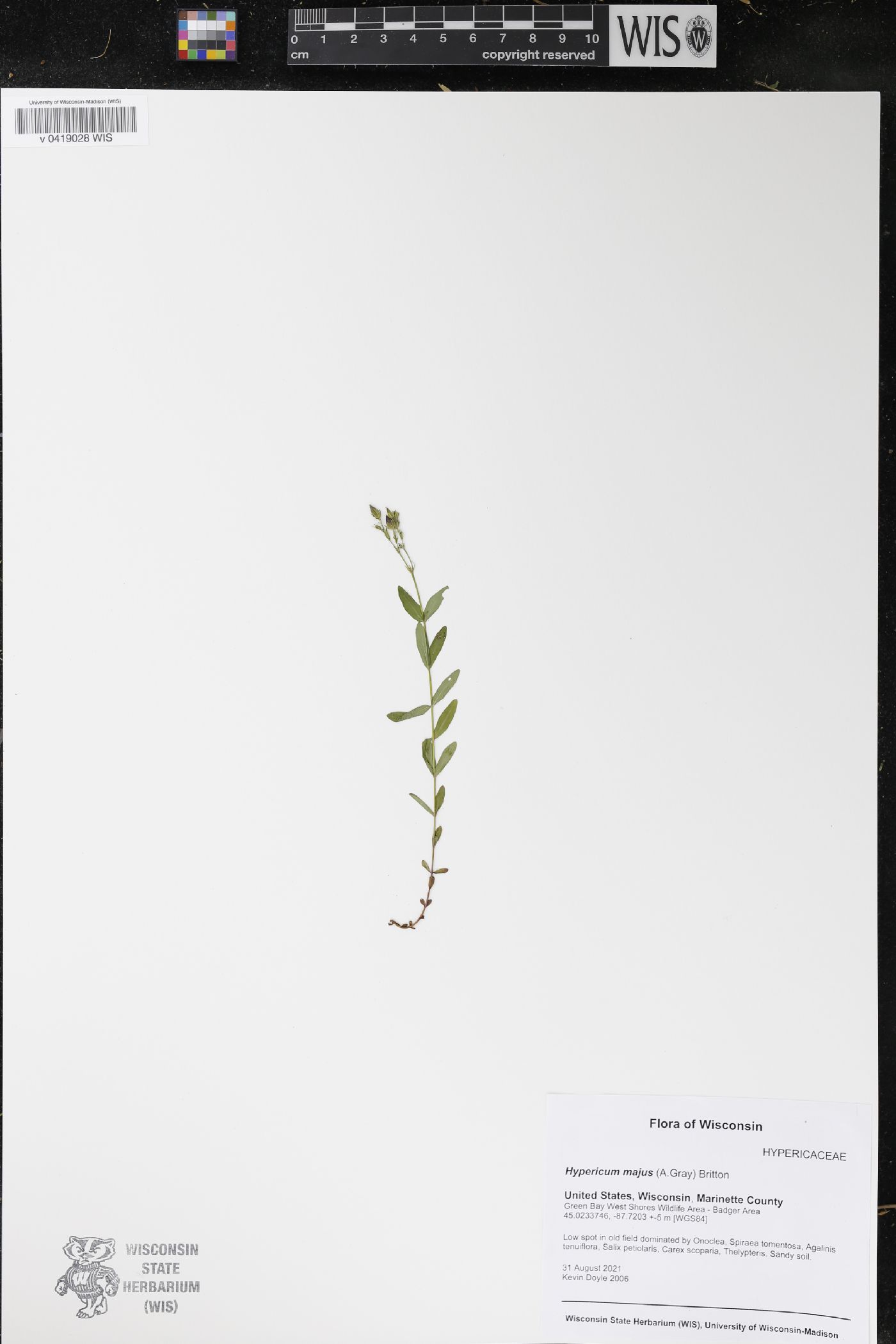 Hypericum majus image