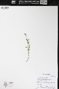 Hypericum majus image