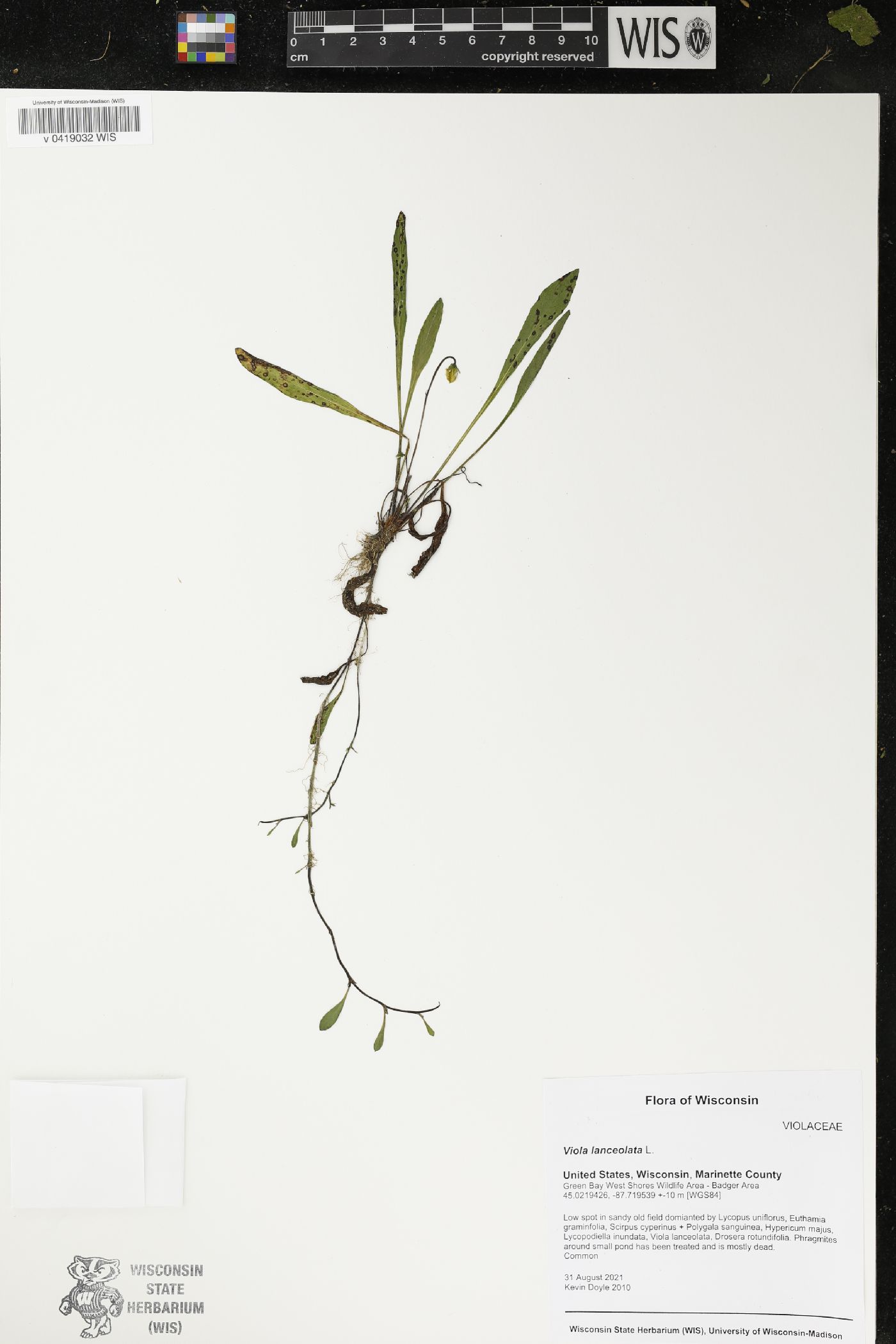 Viola lanceolata image