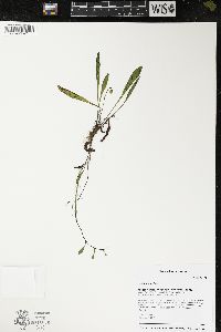 Viola lanceolata image