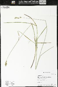 Carex foenea image