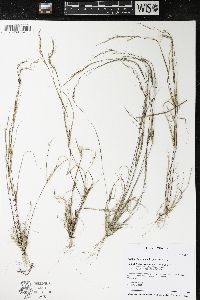 Aristida basiramea image