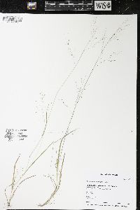 Panicum flexile image