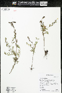 Oenothera perennis image