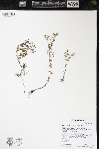 Hypericum boreale image