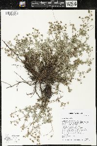 Potentilla argentea image