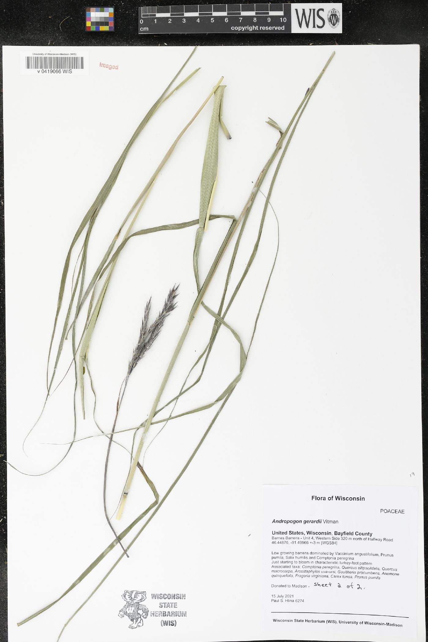 Andropogon gerardii image