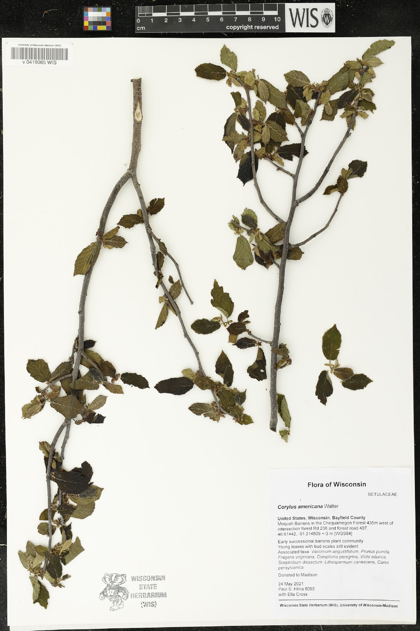 Corylus americana image
