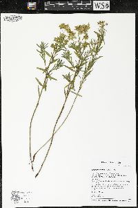 Euphorbia virgata image