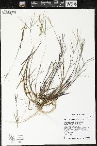 Digitaria ischaemum image