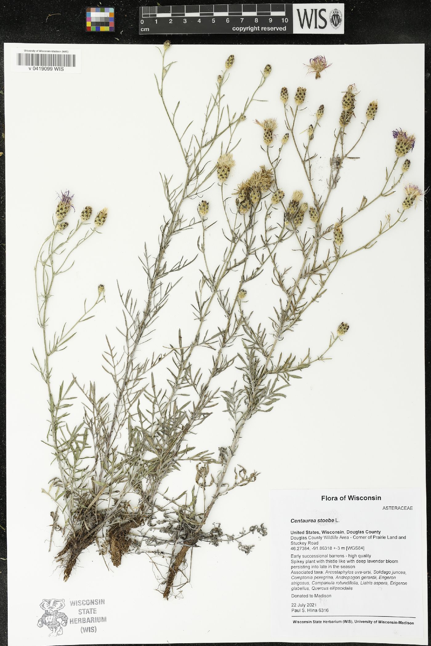 Centaurea stoebe image